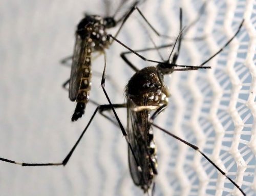 Zika está diminuindo nas Américas, diz OMS