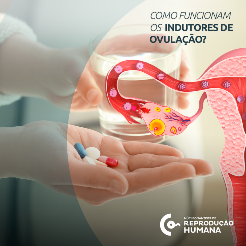 Como Funcionam Os Indutores De Ovulação Núcleo Santista De Reprodução Humana 